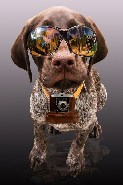 Hund mit Photokamera und Sonnenbrillen
