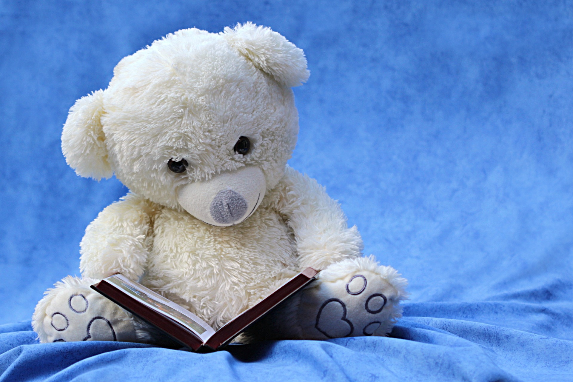 ein weißer Teddy ließt ein Buch, blauer Hintergrund